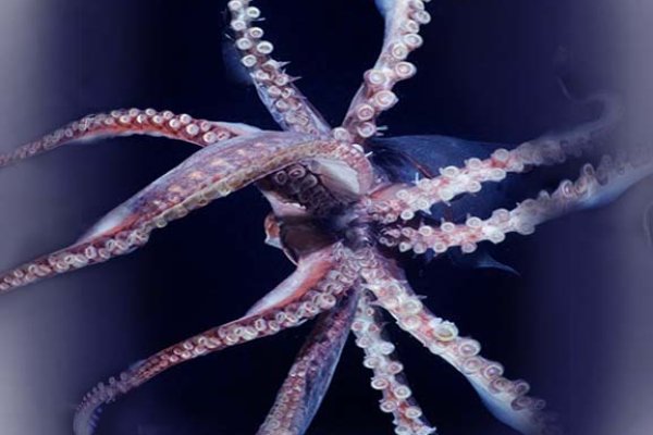 Kraken смылка