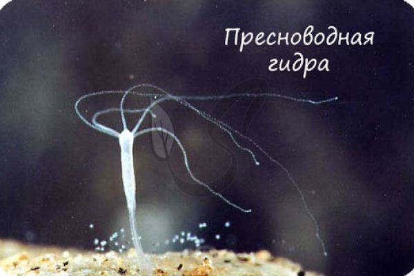 Kraken площадка