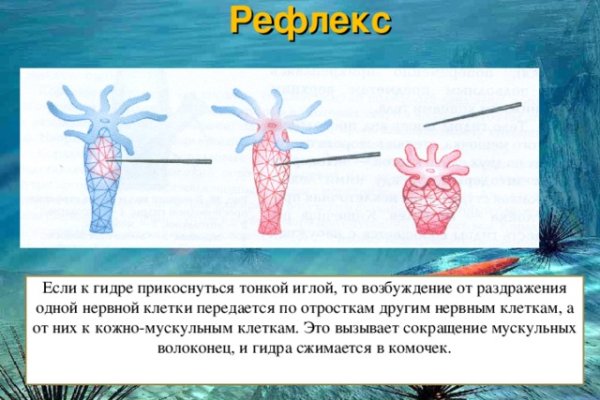 Kraken актуальные зеркала krakentor site