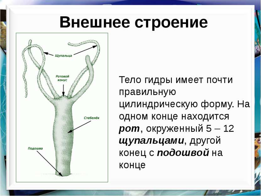 Ссылки в тор